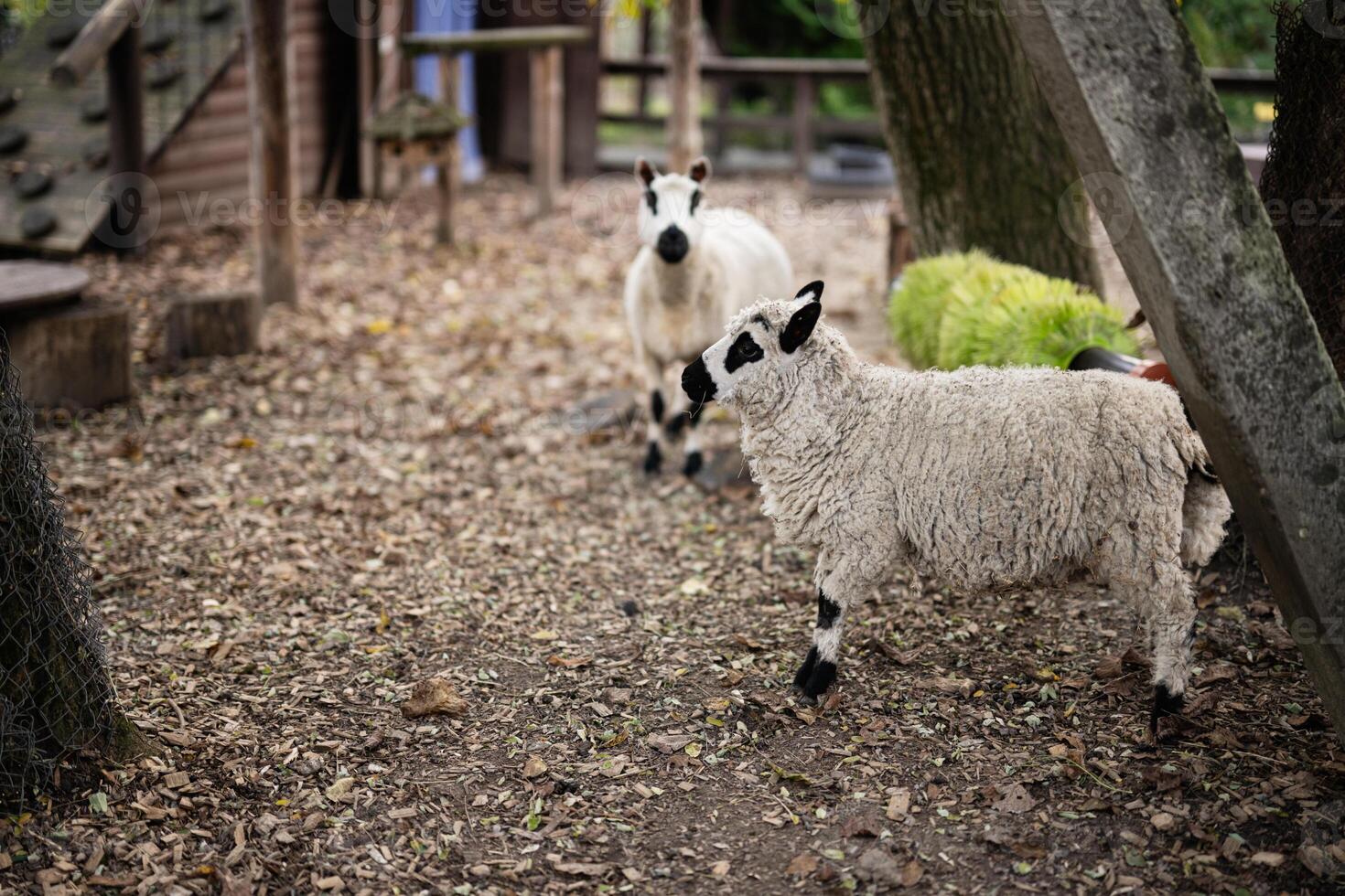 Two sheep in a rustic farm setting surrounded by nature photo