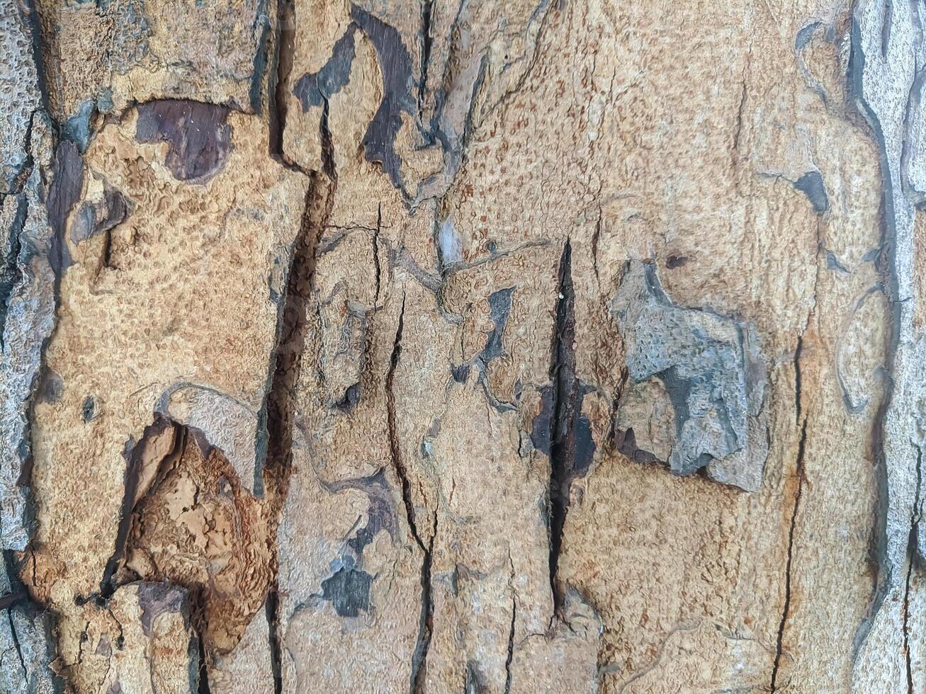 A close-up of rough, textured tree bark with deep cracks and crevices. photo