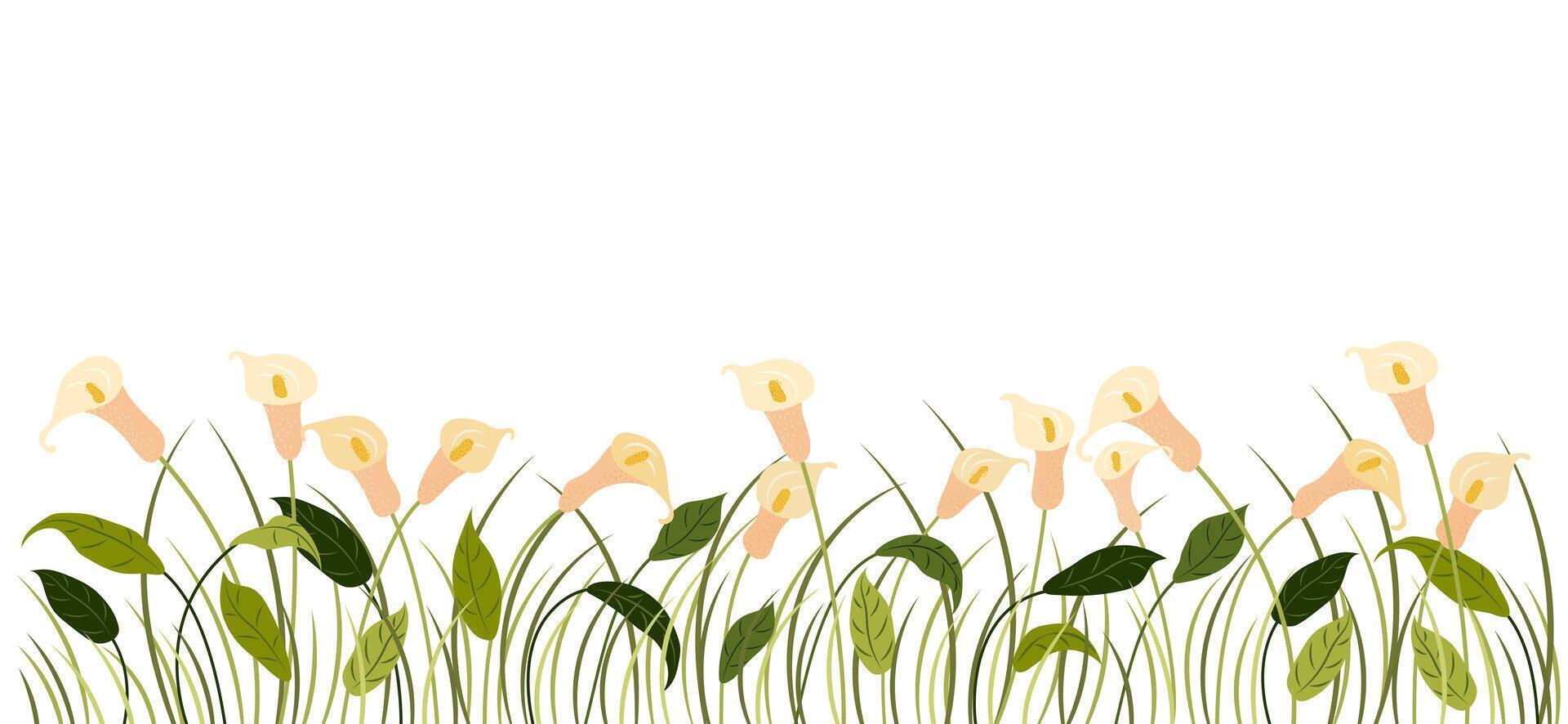 Horizontal cartoon banner with gorgeous multicolored blooming flowers, leaves border. Spring or summer botanical illustration with calla lilies on white background with empty space. vector