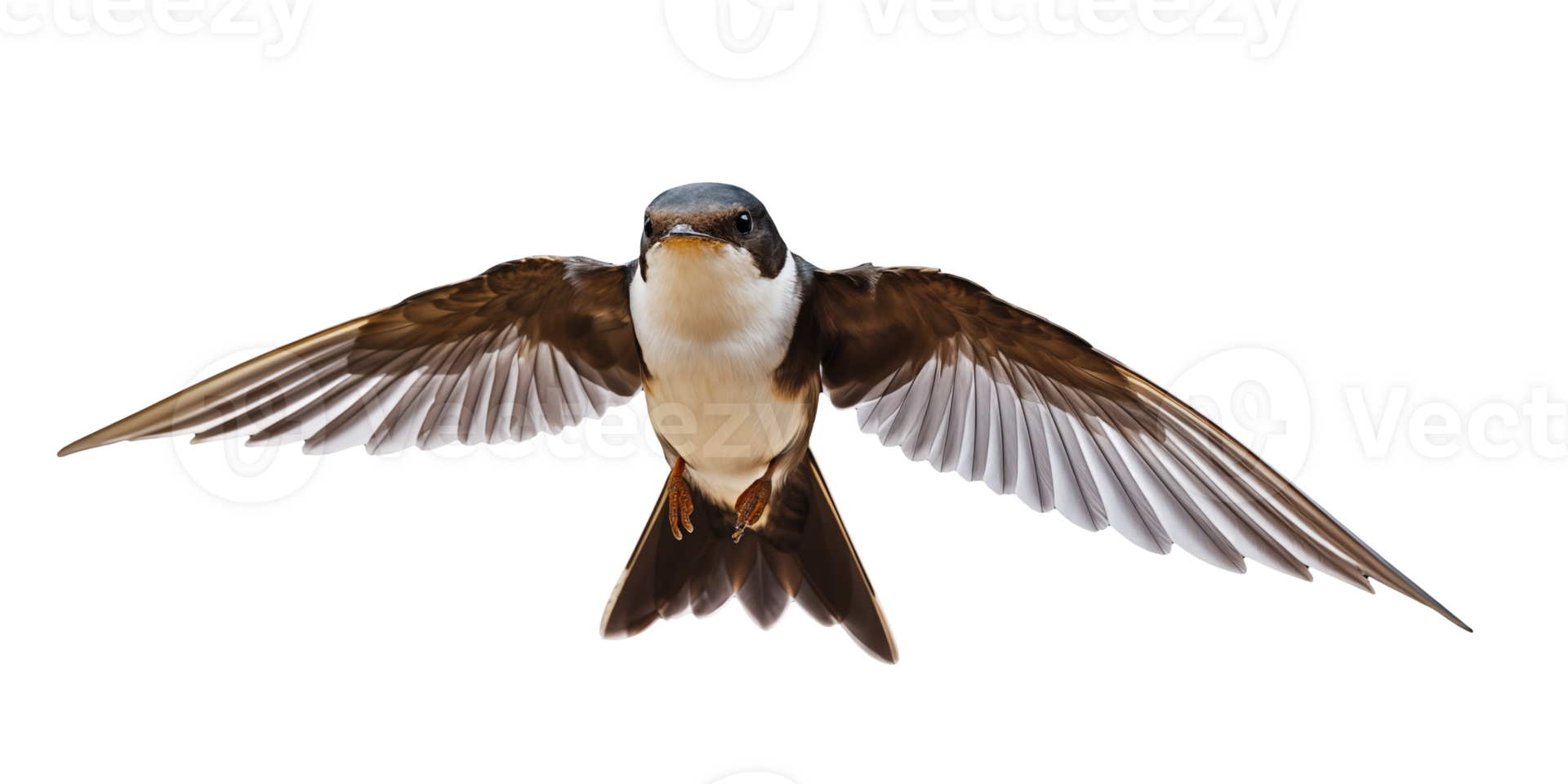 Flying swallow isolated on transparent background. png