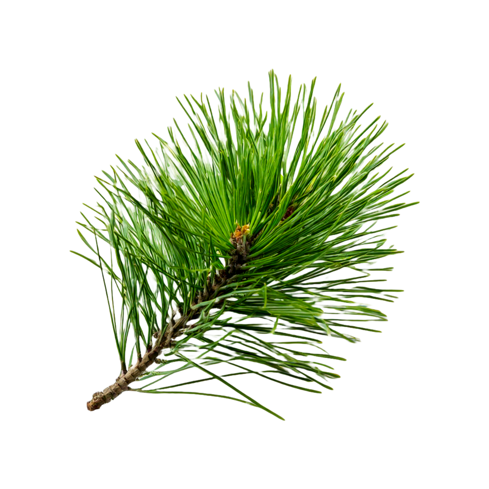 a branch of a pine tree on a transparent background png