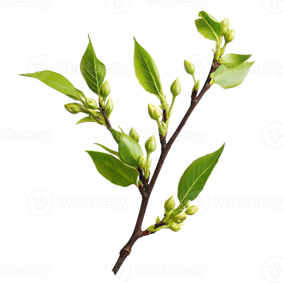 Fresh Tree Branch with Leaves and Blossoms for Nature Themes Transparent Background png