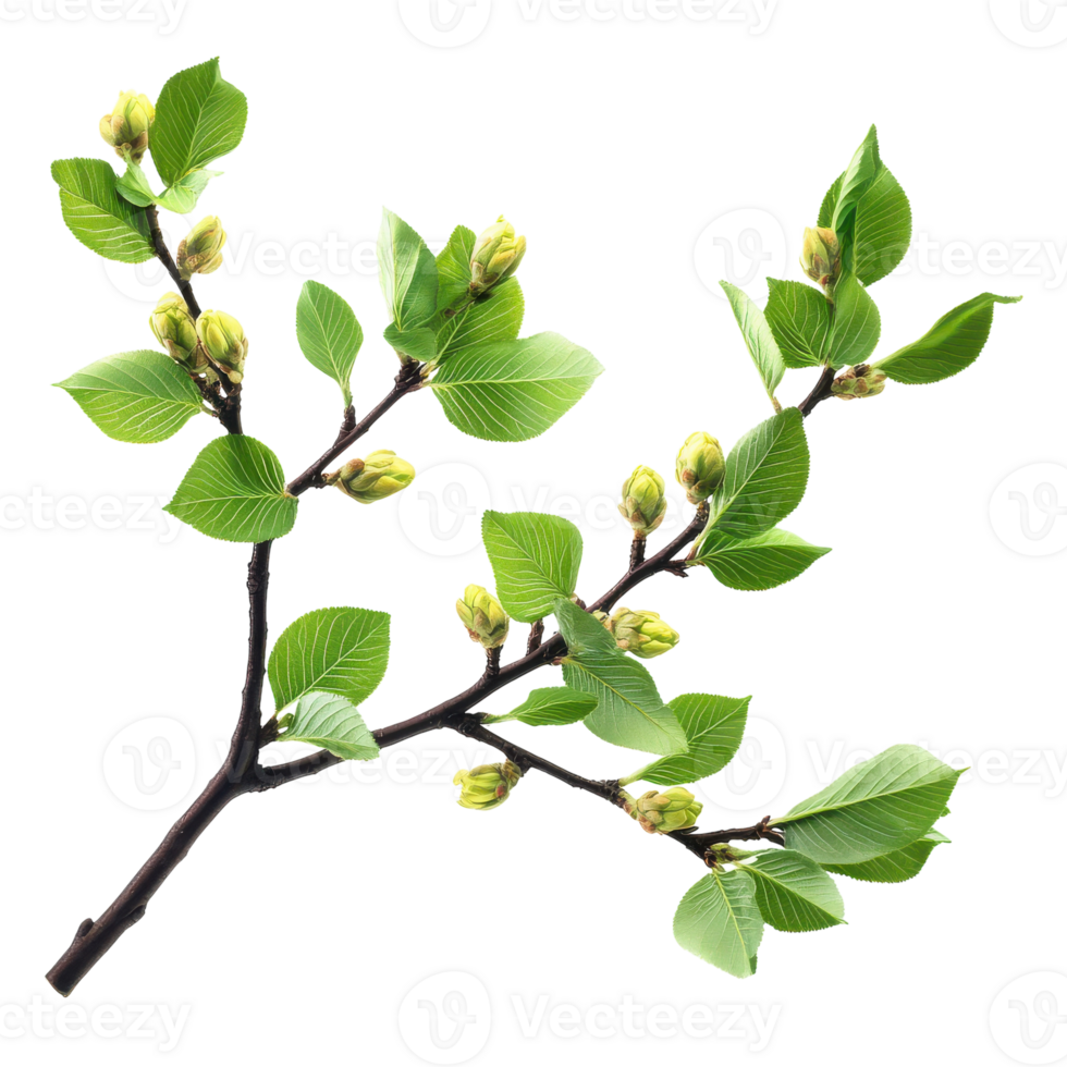 Fresh Green Leaves and Blossoms on a Tree Branch for Nature Themes Transparent Background png