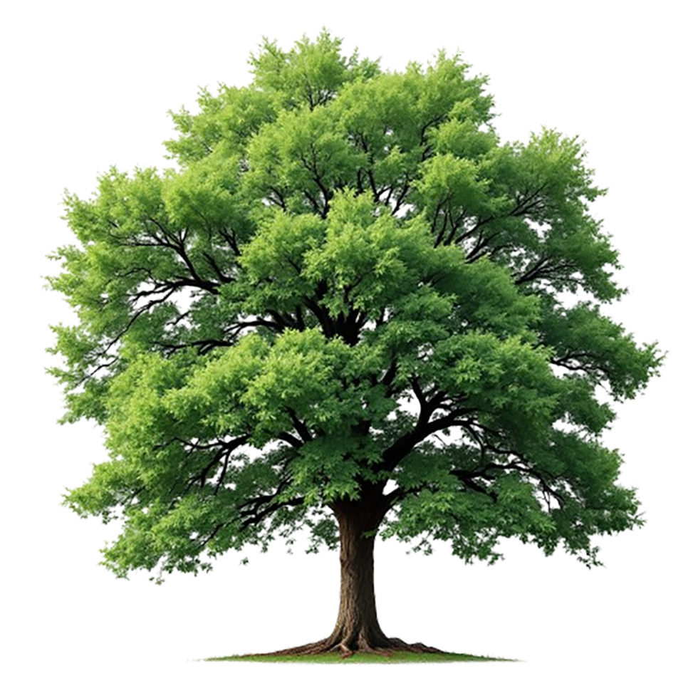 A big tree with a green leaf isolated on transparent background png