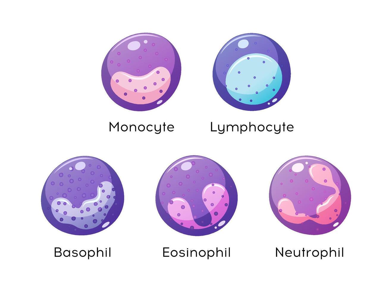 Set of white blood cells. Monocyte, Lymphocyte, Eosinophil, Neutrophil, Basophil. vector