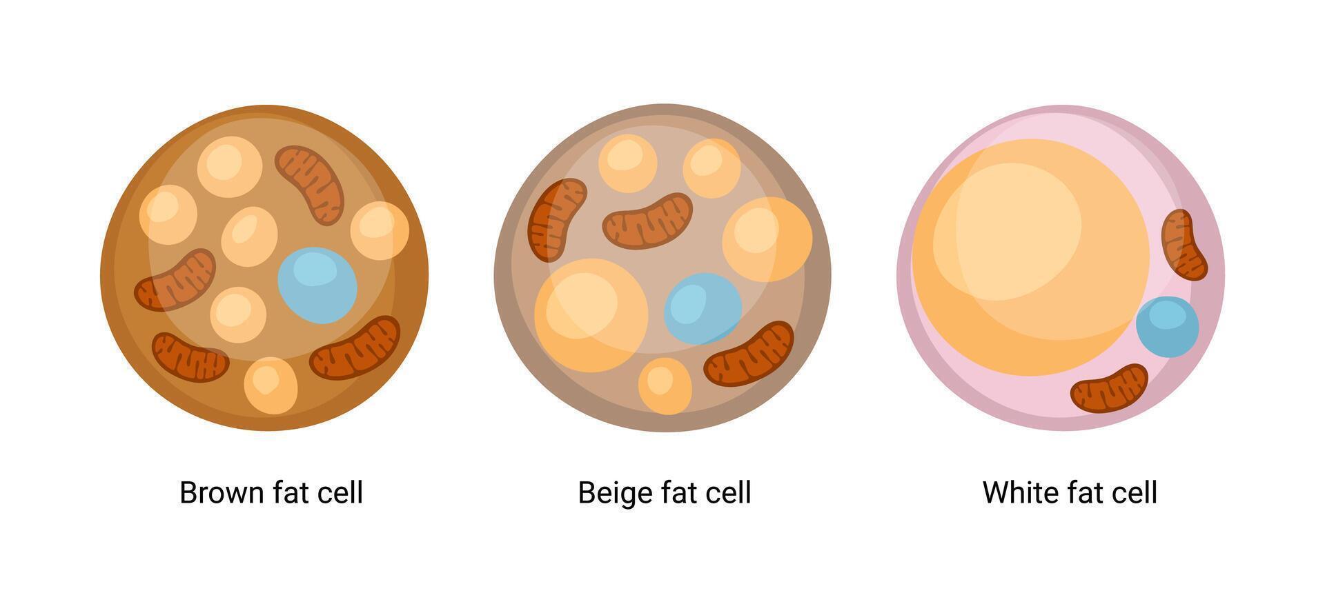 Set of brown, beige and white fat cells. Illustration of adipose tissue vector