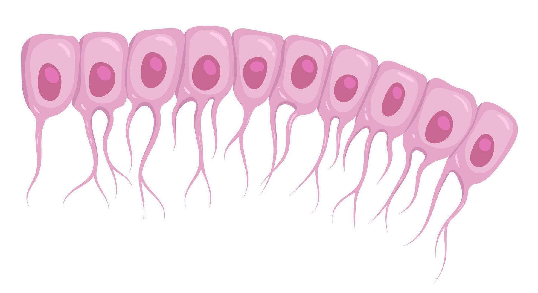 Illustration of ependymal cells, a type of glial cell. Ependymocytes vector