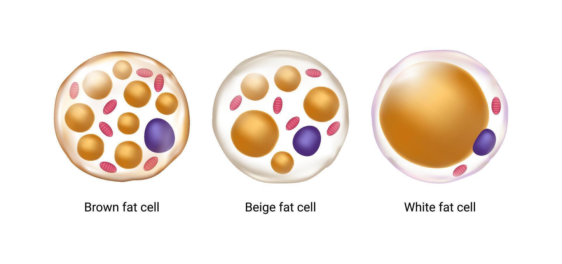 Set of brown, beige and white fat cells. Illustration of adipose tissue vector