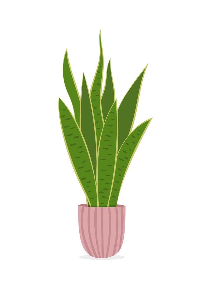 illustration of house plant isolated on white background. Snake plant. Dracaena trifasciata. Mother-In-Law's Tongue vector
