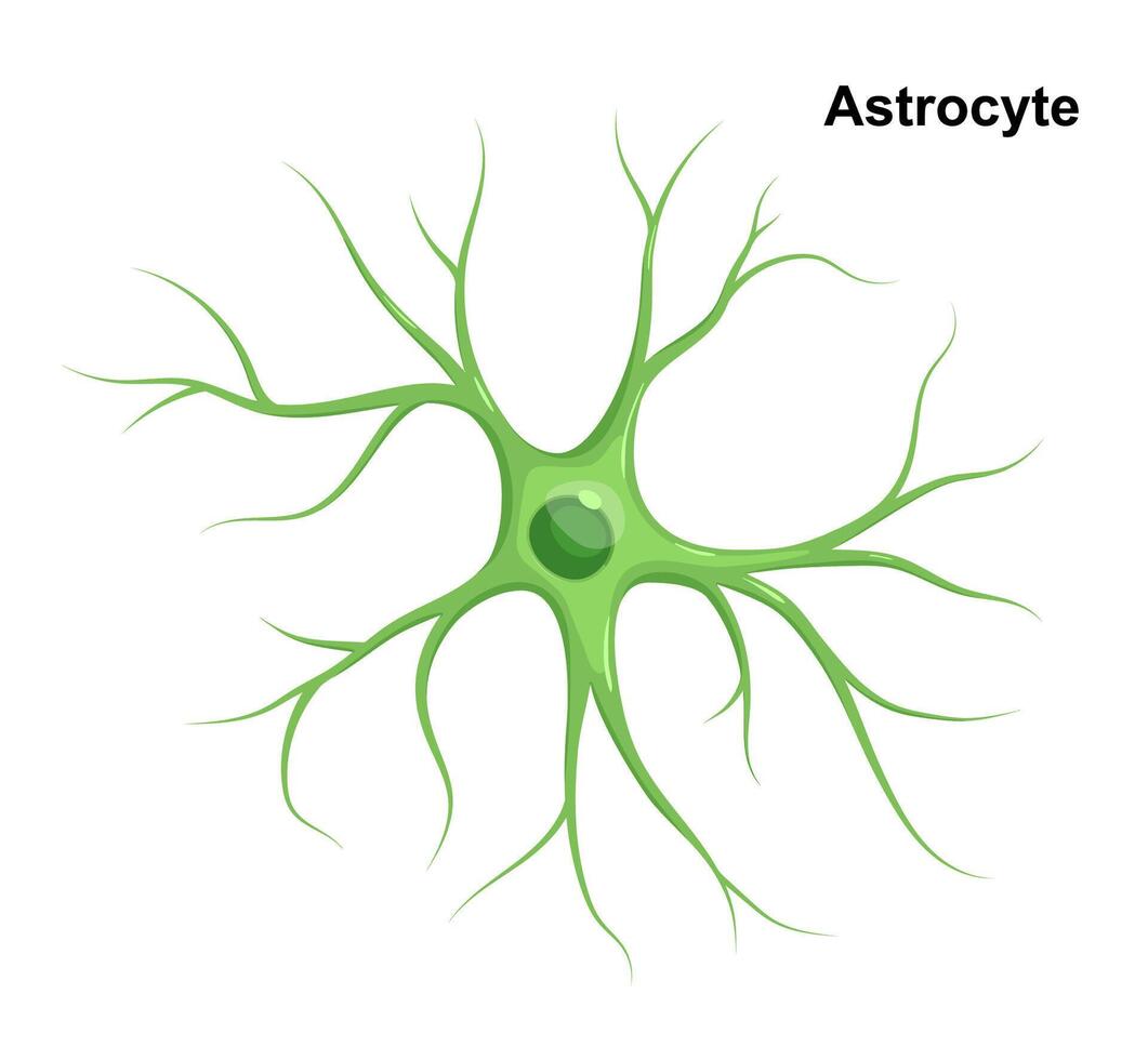 Illustration of Astrocyte. Cell of Neuroglia vector