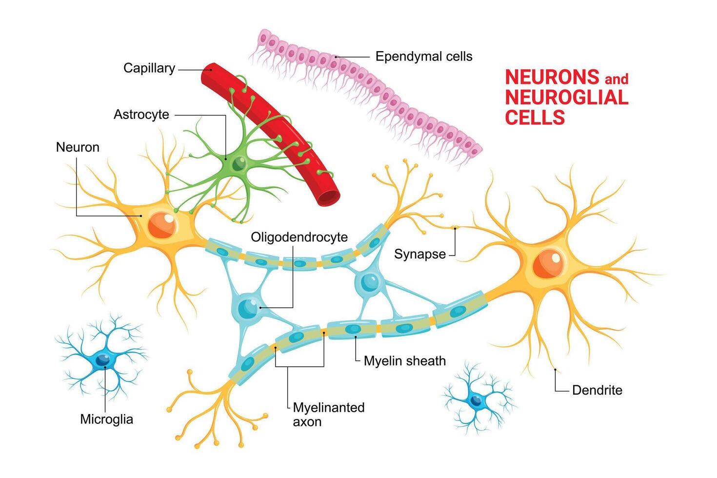 Infographic of Neuron and glial cells .Neuroglia. Astrocyte, microglia and oligodendrocyte, ependymal cells vector
