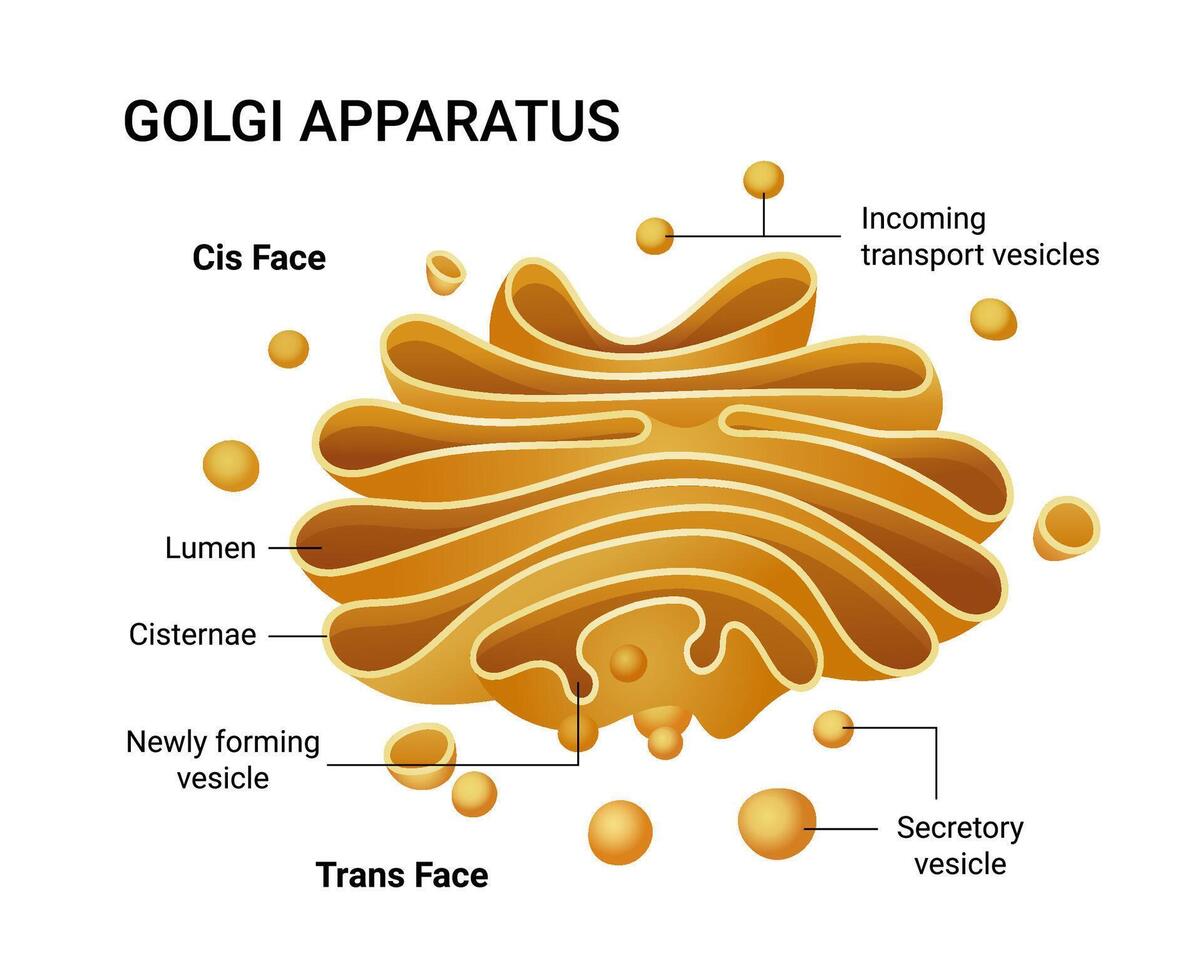 Illustration of the Golgi apparatus structure. vector