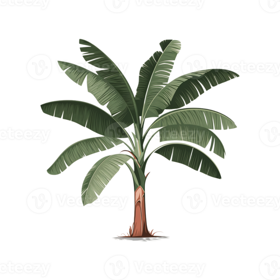 illustration of a banana tree png
