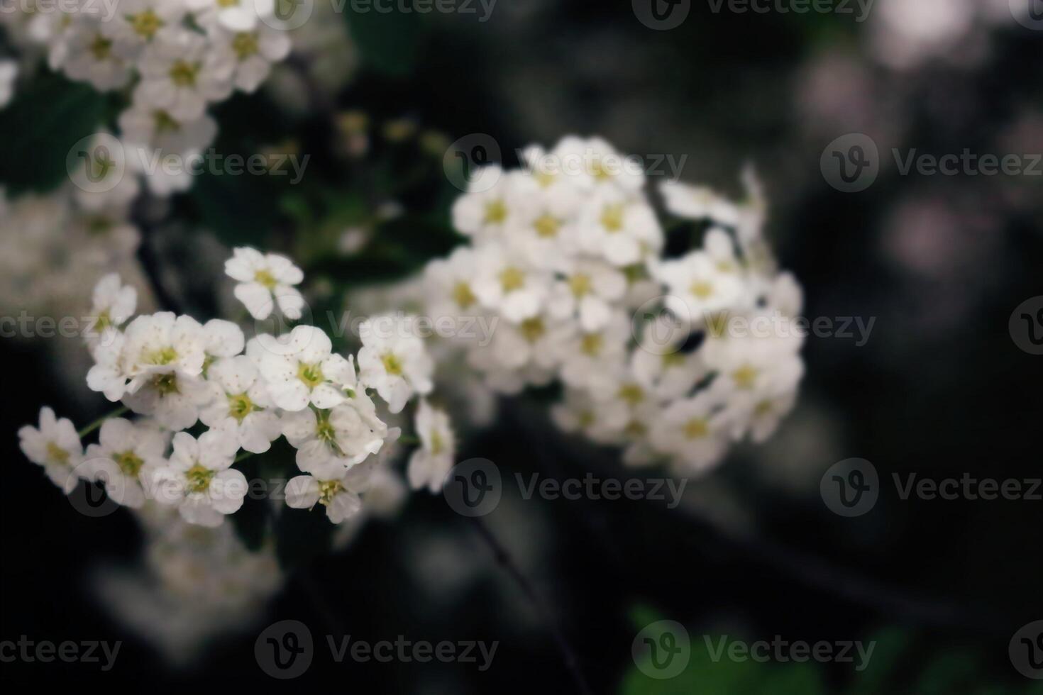 Small white flowers of Spiraea prunifolia f. simpliciflora on dark background, blooming bush branch photo