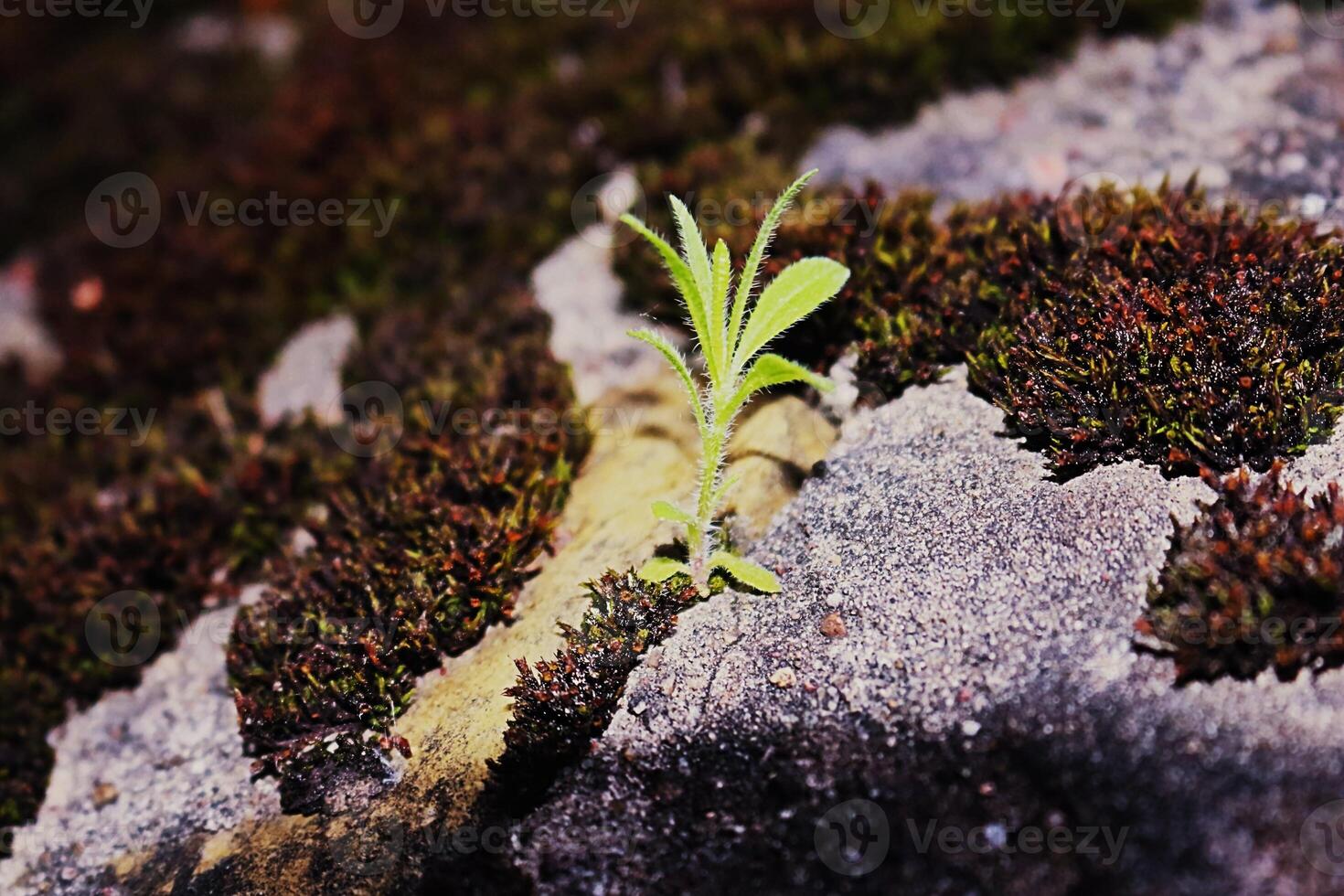 Shaggy young Myosotis Stricta plant growing on a moss-covered gray stones photo