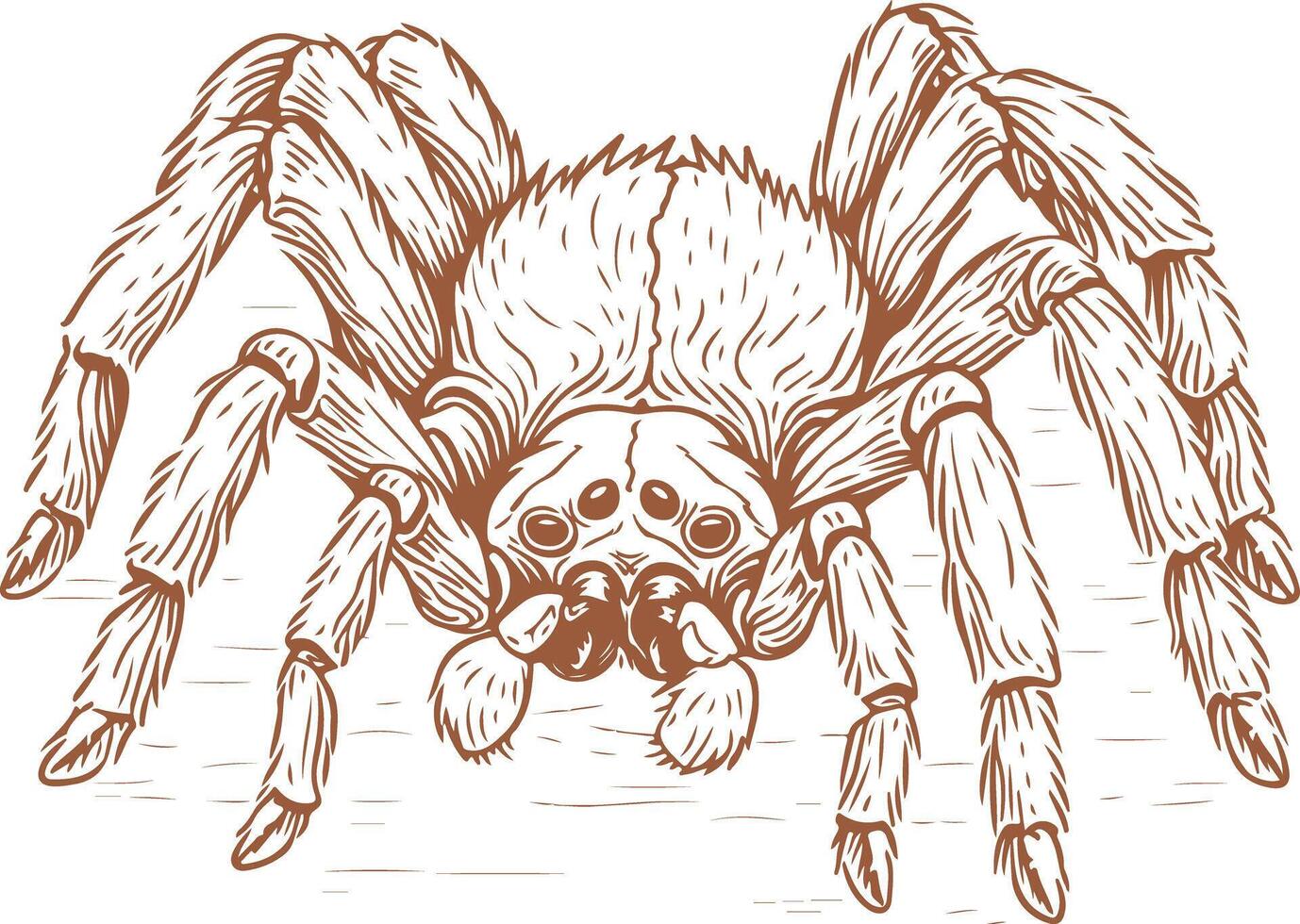 Handdrawn Pet Tarantula Mother vector
