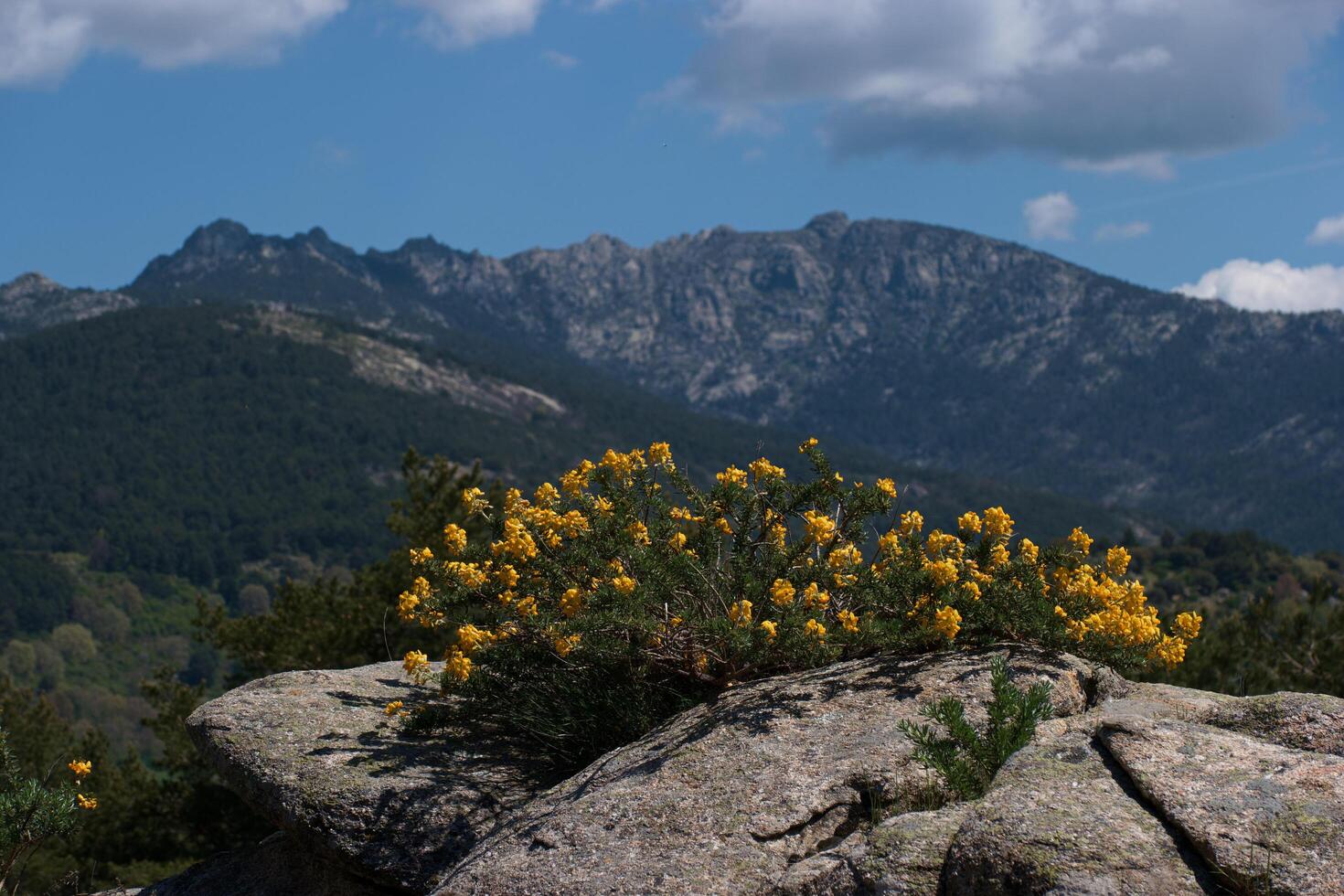 landscape, view, mountains, nature, trees, spain, madrid, outdoo photo