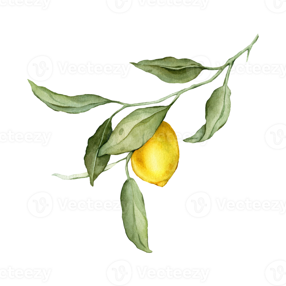 Lemon Fruit Branch. Hand drawn watercolor illustration of yellow tropical citrus Food on white isolated background. Drawing of lemon tree with green leaves. Sketch of juicy for menu. png