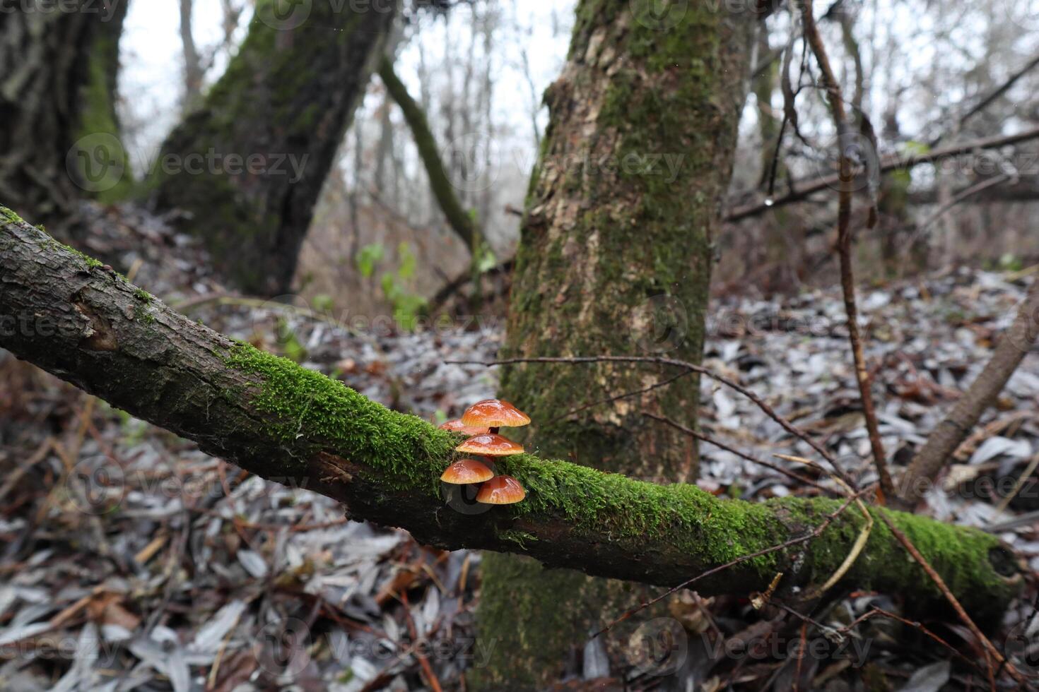 Flammulina velutipes in the winter forest, red mushrooms photo