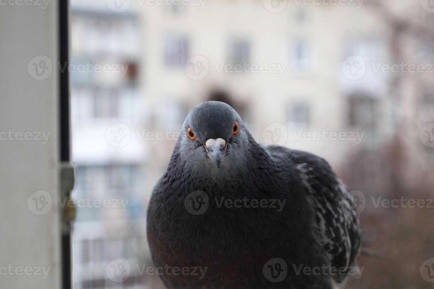 Pigeon closeup portrait, bird on the window, summer day, pigeon beautiful portrait, pigeons eyes in macro, Extreme Close Up photo