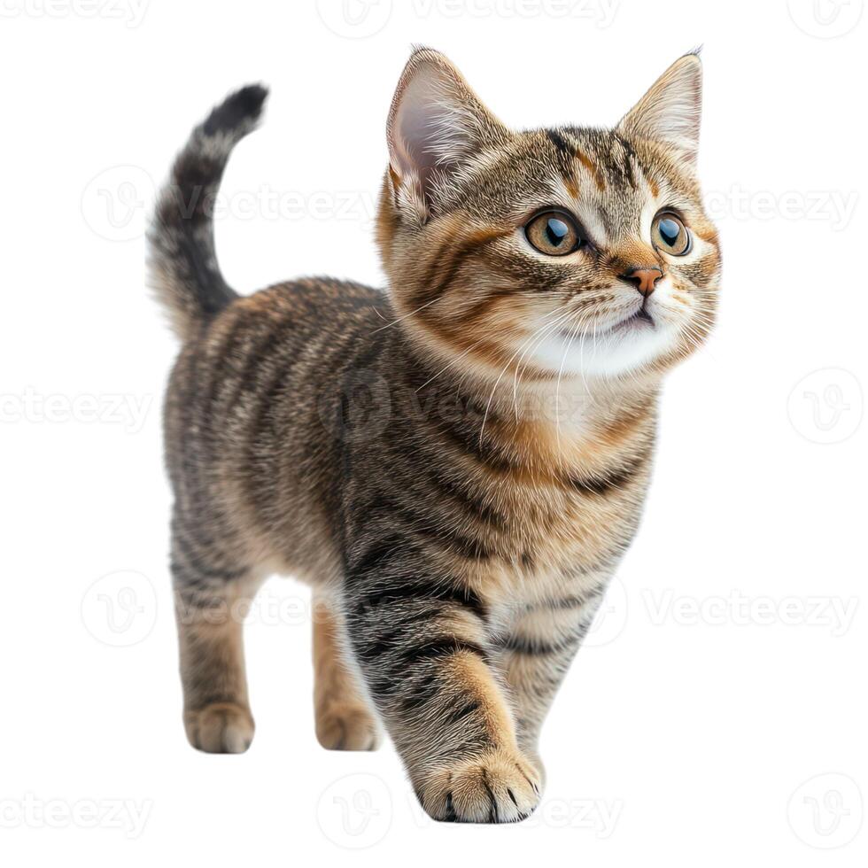 A small tabby cat is walking on a white background photo