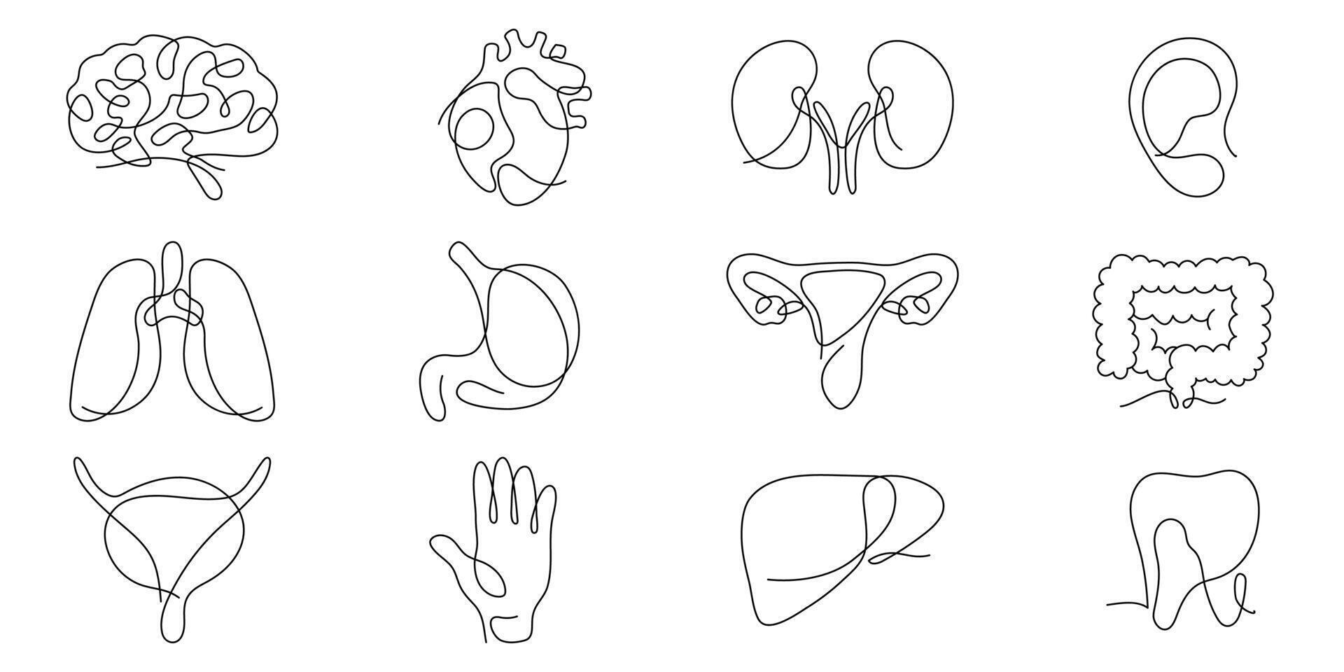 Set of human organs one line continuous drawing. Lungs, brain, stomach, heart, liver, kidneys continuous one line illustration. vector