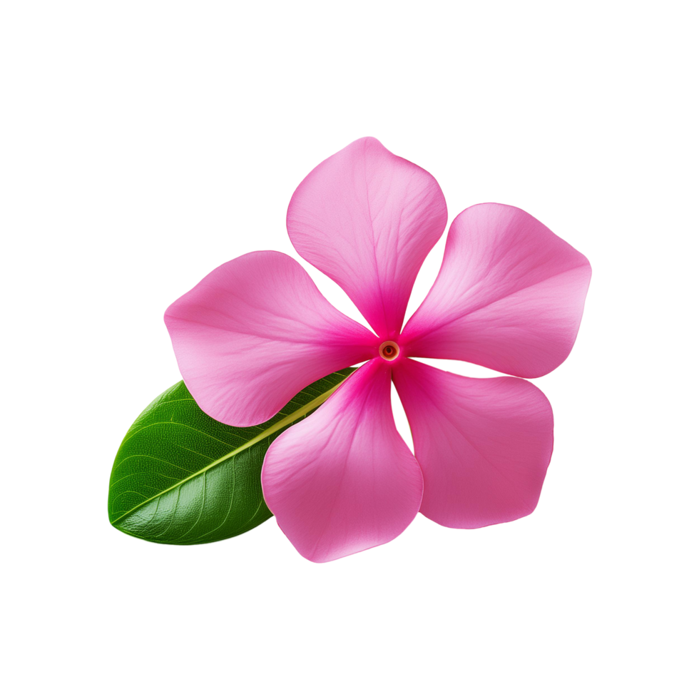 Pink Madagascar Periwinkle flower on transparent background png