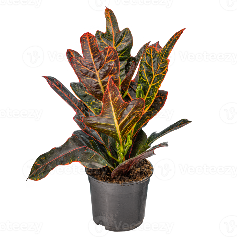 Codiaeum variegatum, garden croton png