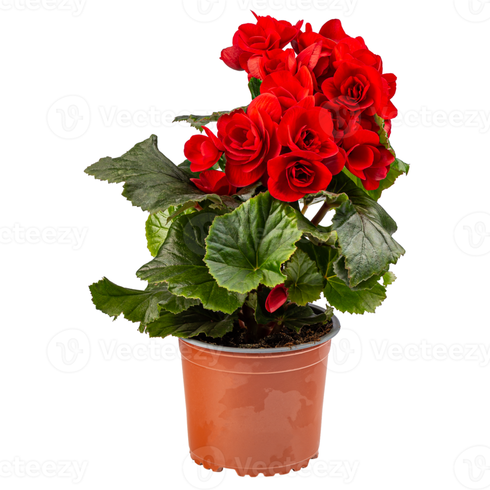 Red begonia in full bloom png
