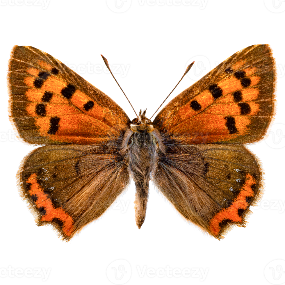 Common copper butterfly png