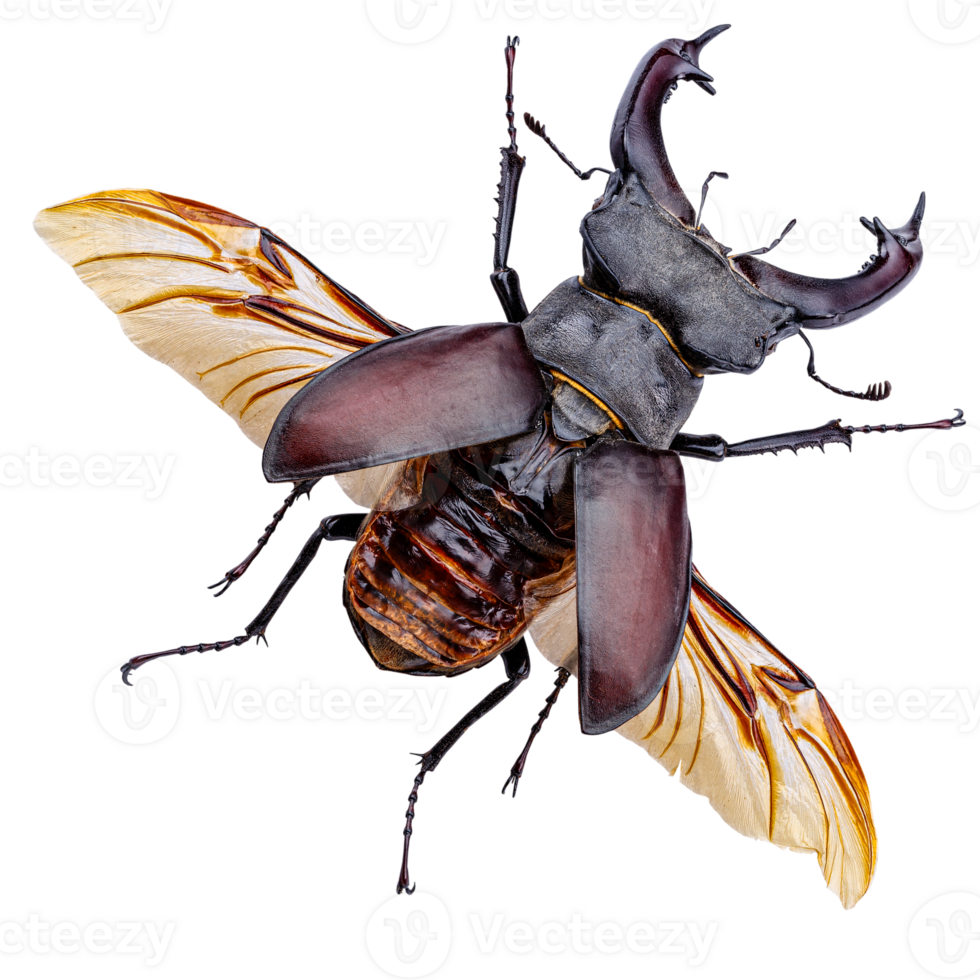 European stag beetle png