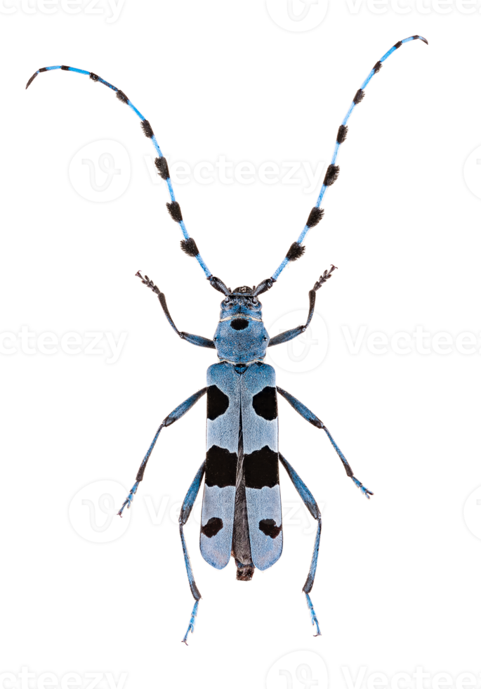 Rosalia longicorn or alpine longhorn beetle png
