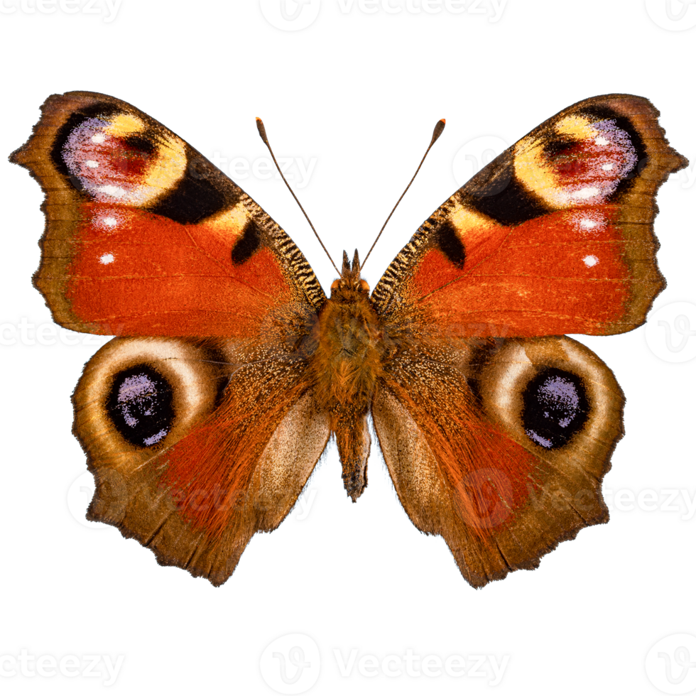 European peacock or peacock butterfly png