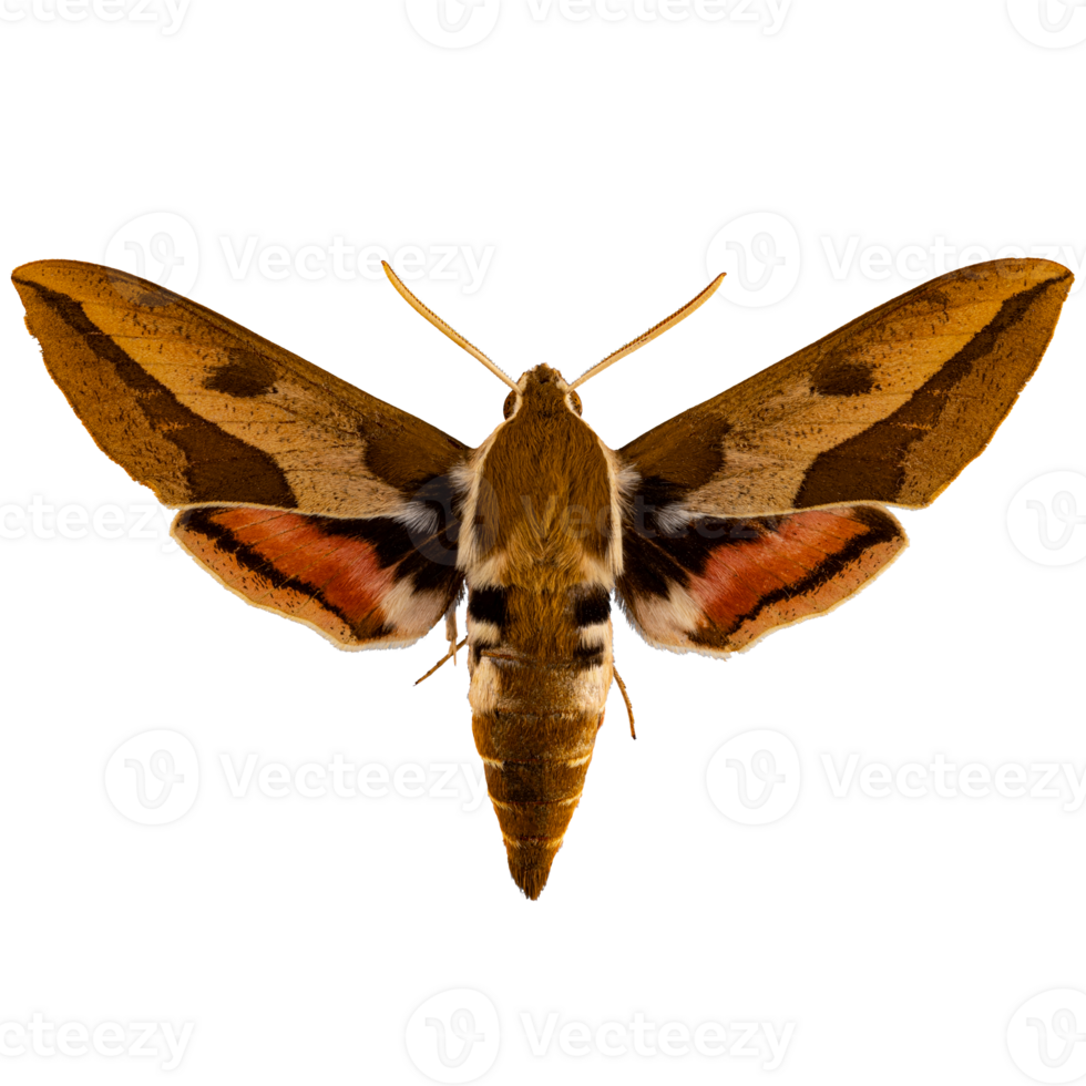 Spurge hawk moth png