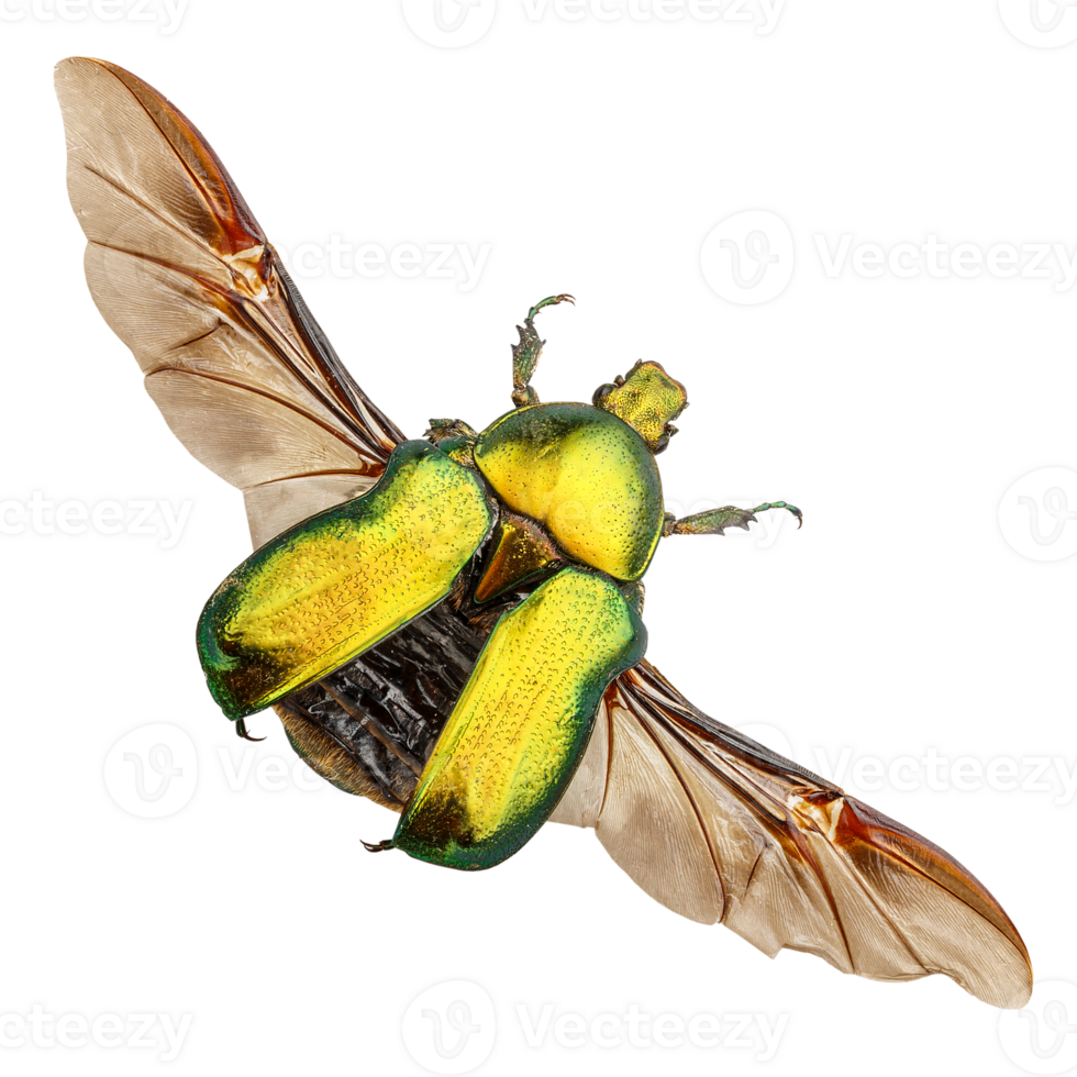 Cetonia aurata, called the rose chafer png