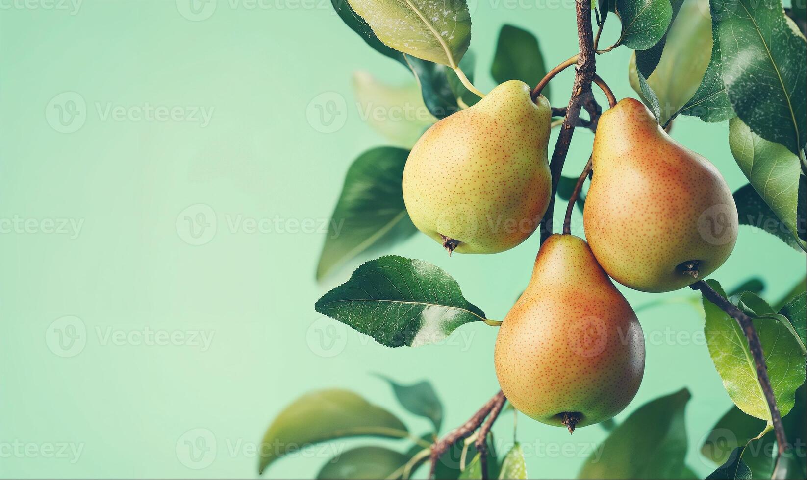 Pears on branches on green background with copy space photo
