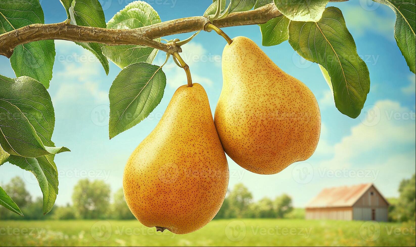 Two pears on branch, rural summer landscape background with copy space photo
