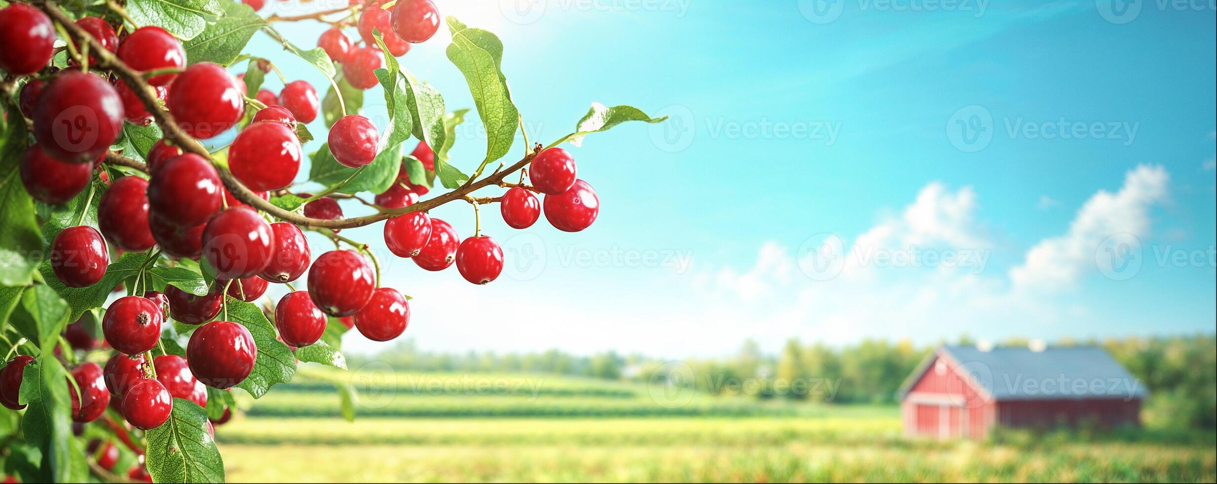 Frame made of branches with cranberries, rural countryside landscape, background with copy space photo