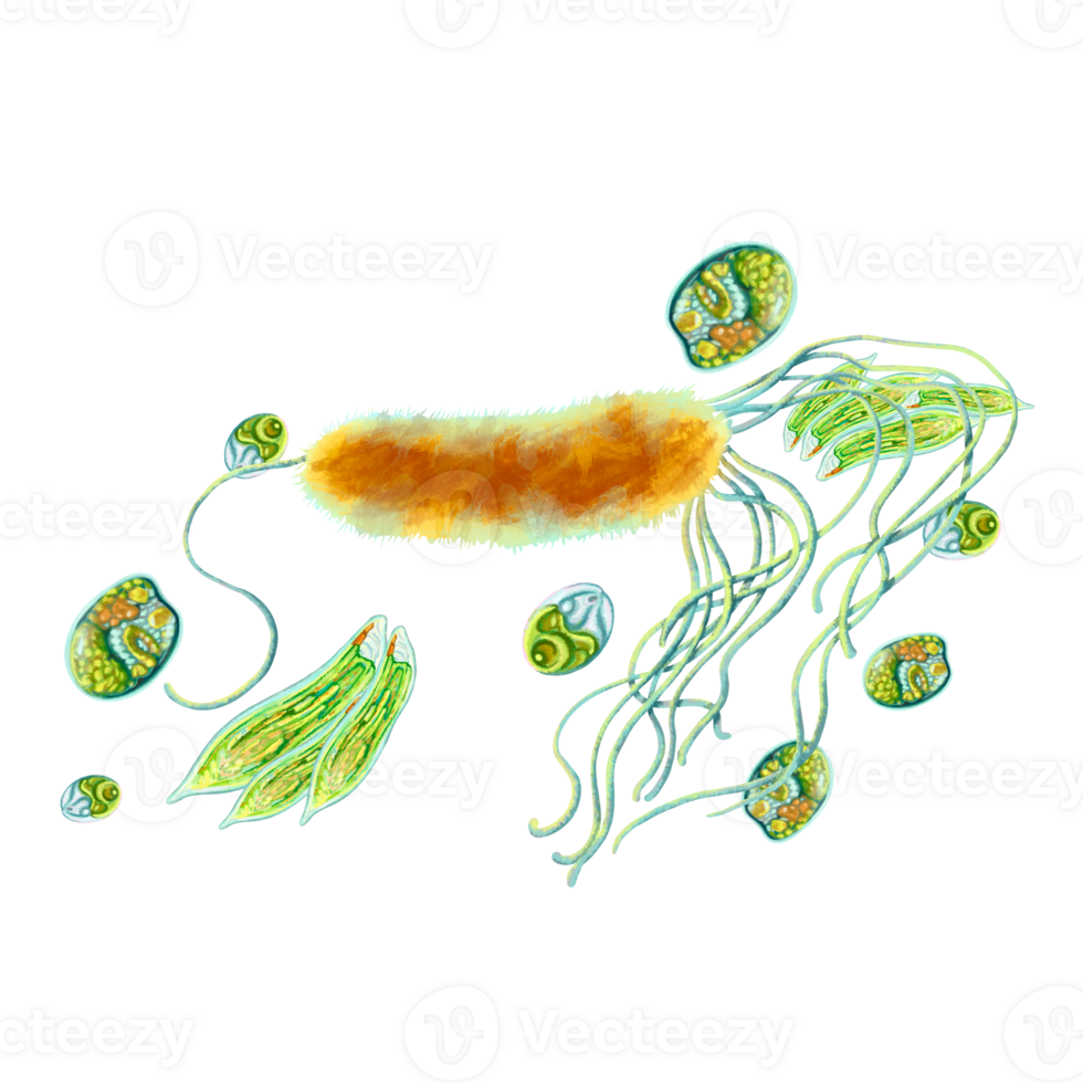 Study of bacteria and protozoa. Illustration of single-celled. Soap, antiseptic and hygiene product labels. For design of medical brochures and posters. Printing educational books, encyclopedias, etc. png