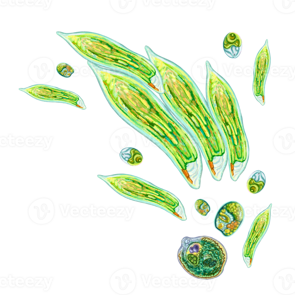 Colony of unicellular organisms. Color illustration of green bacteria. For printing books, medical and educational manuals, packaging of antiseptics and hygiene products. Life under the microscope. png