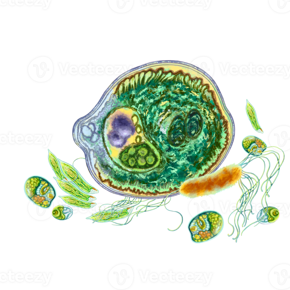 Microbes and bacteria under a microscope. Close-up illustration of microorganisms. Unicellular for use in medical and scientific purposes. For the design of hygiene products and disease prevention. png