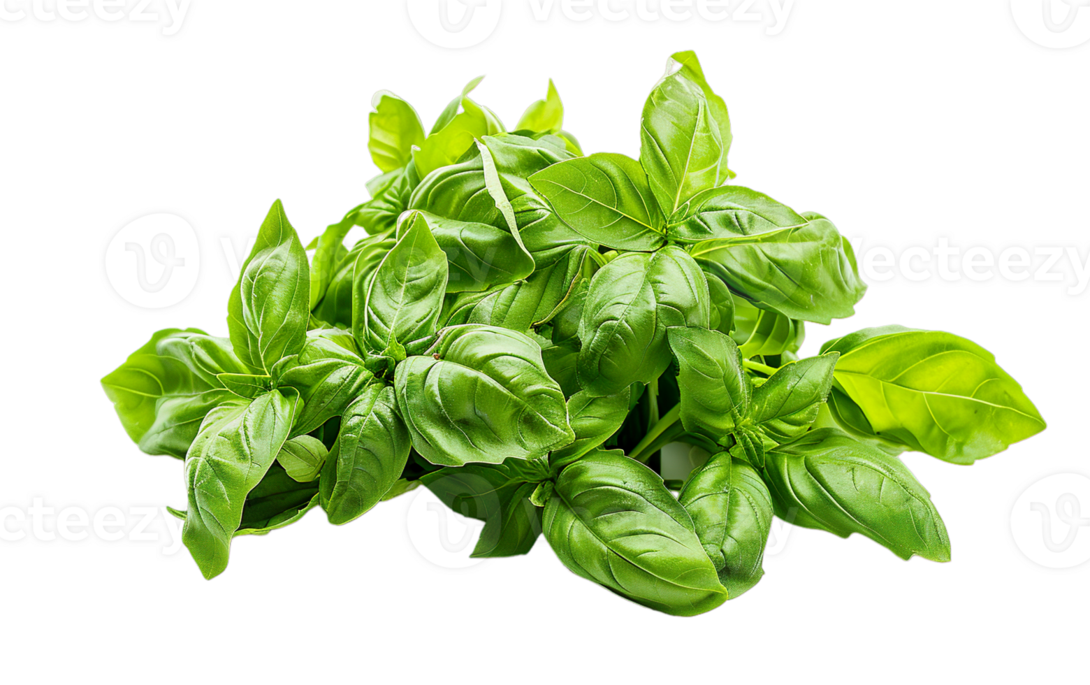 un' mazzo di fresco verde basilico le foglie su trasparente sfondo. png