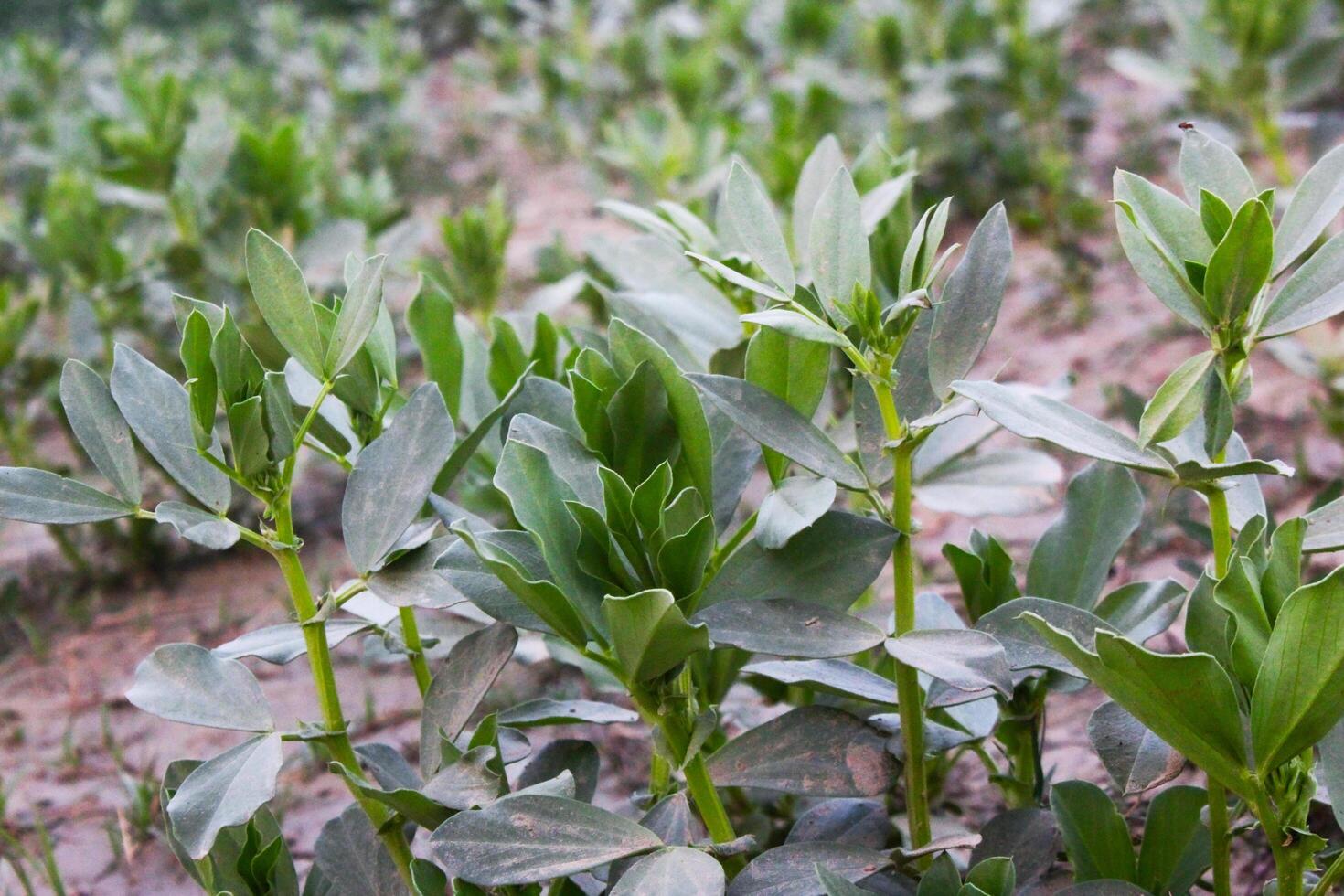 a field of green plants with leaves photo