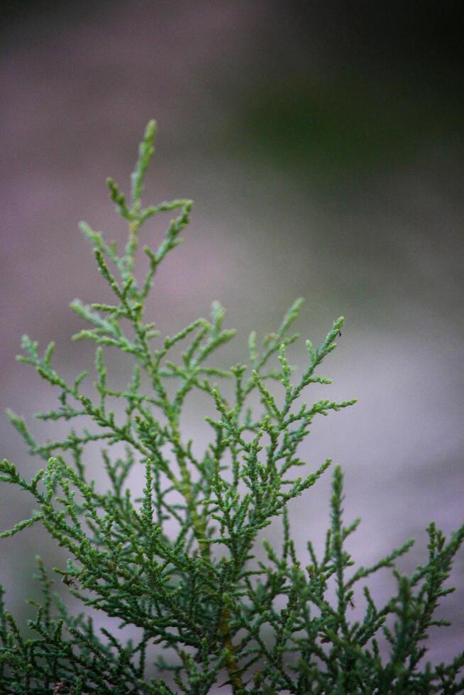 A close up of a tree with leaves photo