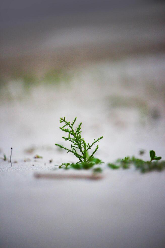 A small plant growing out of the sand photo