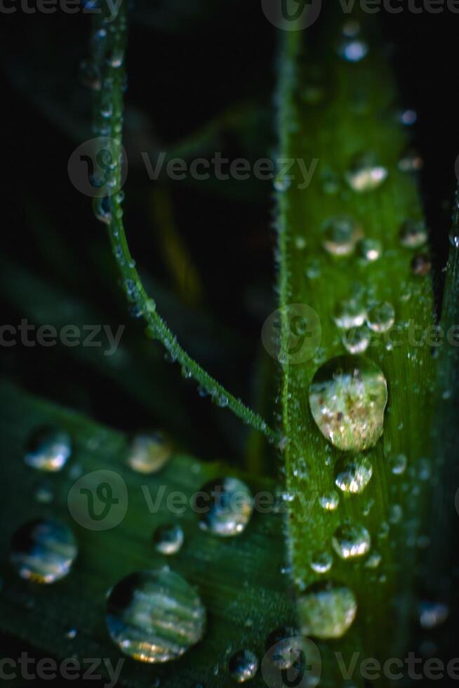 Close up of rain drops on the grass leaves photo