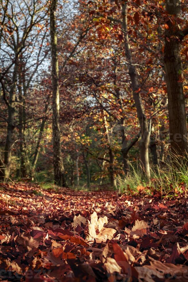 Thick foliage on walking path in autumn forest photo