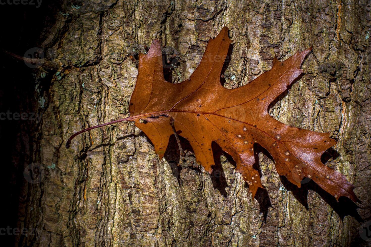 Autumn oak leaf color against tree bark photo