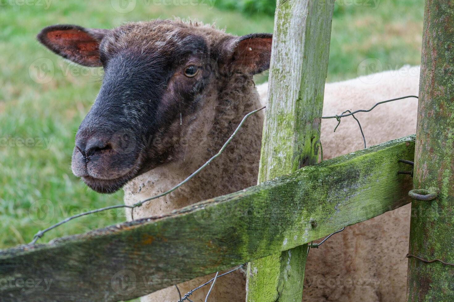sheep on a meadow in germany photo