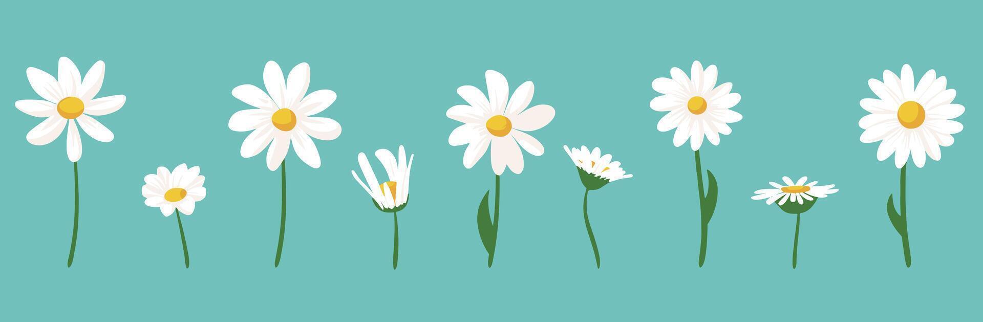Illustration of blooming daisies in various stages against a teal background. vector